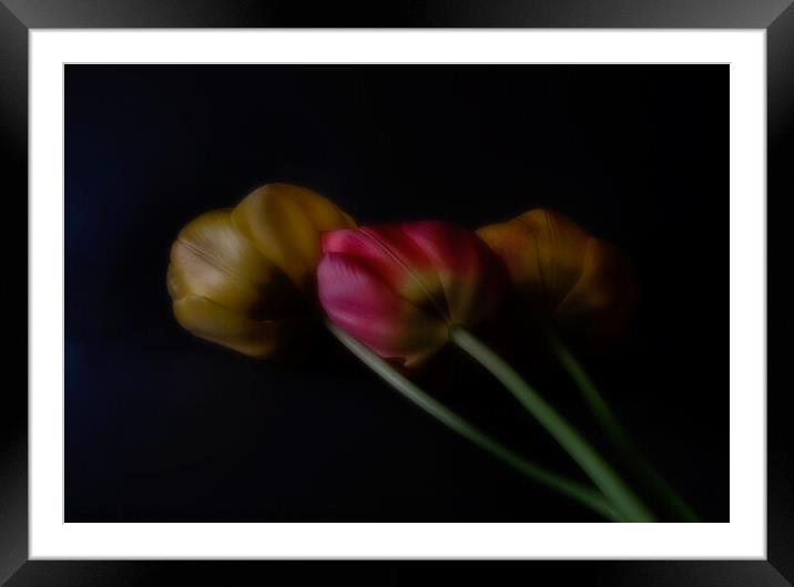 Three Tulips Framed Mounted Print by Janet Burdon