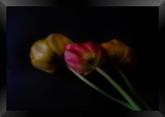 Three Tulips Framed Print by Janet Burdon