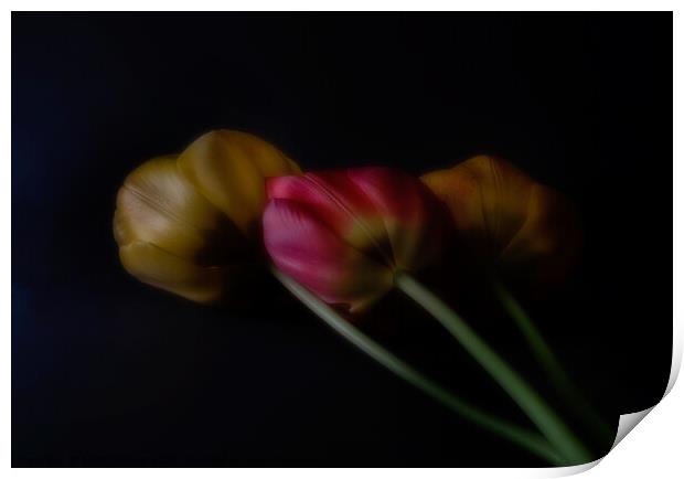 Three Tulips Print by Janet Burdon