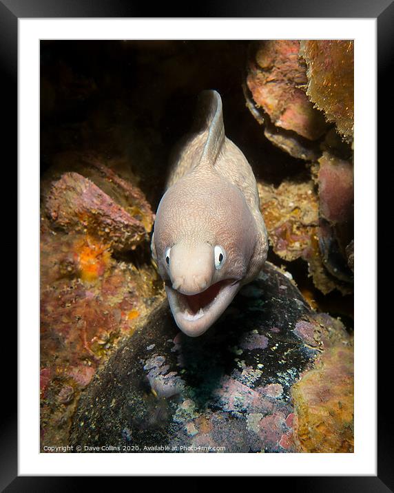 Moray eel, Myanmar Framed Mounted Print by Dave Collins