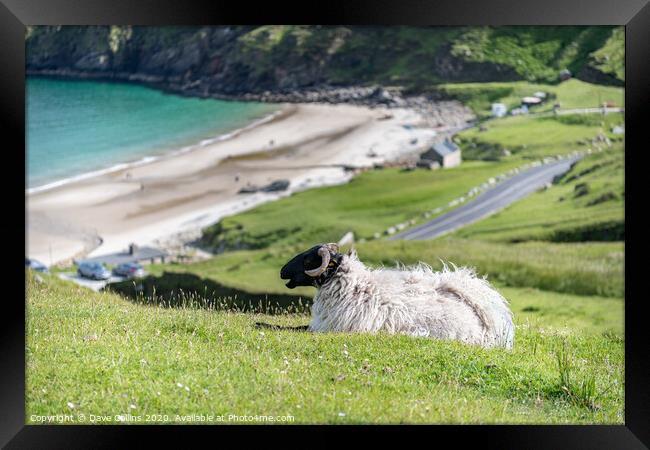 A sheep overlooking Keem Bay, Achill Island, Co Ma Framed Print by Dave Collins