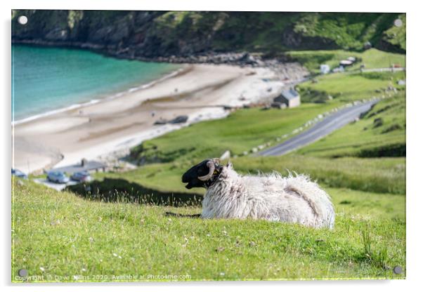 A sheep overlooking Keem Bay, Achill Island, Co Ma Acrylic by Dave Collins