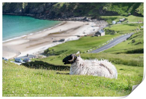 A sheep overlooking Keem Bay, Achill Island, Co Ma Print by Dave Collins
