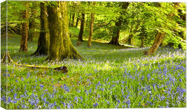 Aberdeunant Bluebells Canvas Print by Rory Trappe