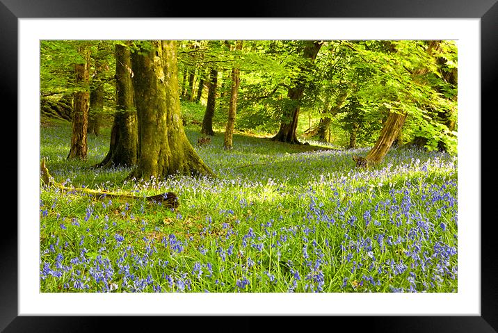 Aberdeunant Bluebells Framed Mounted Print by Rory Trappe
