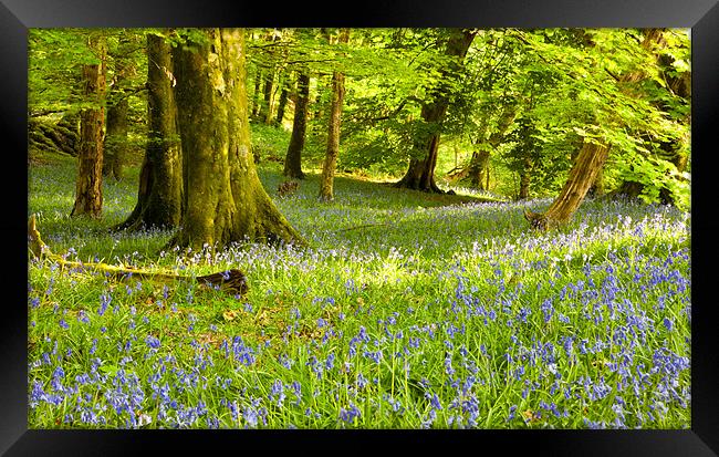 Aberdeunant Bluebells Framed Print by Rory Trappe