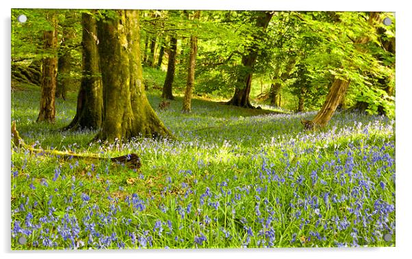 Aberdeunant Bluebells Acrylic by Rory Trappe