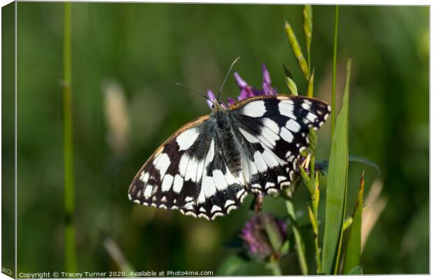 Marbled White Butterfly Canvas Print by Tracey Turner