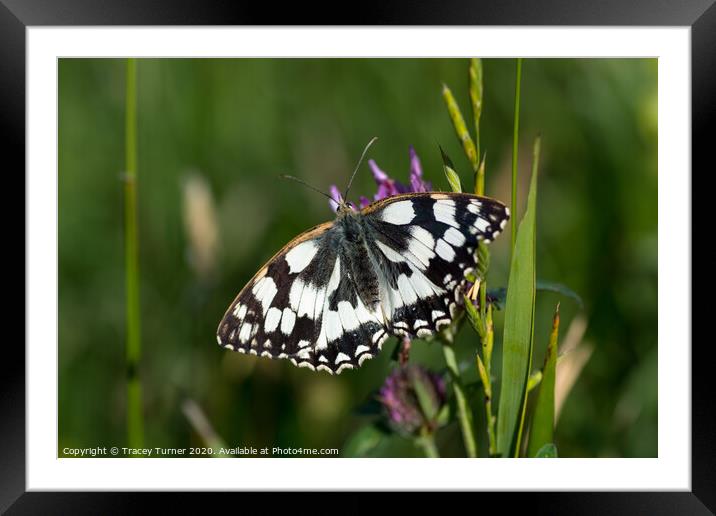 Marbled White Butterfly Framed Mounted Print by Tracey Turner