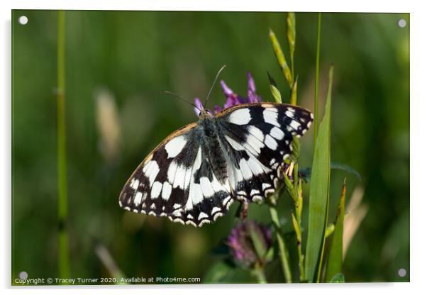 Marbled White Butterfly Acrylic by Tracey Turner