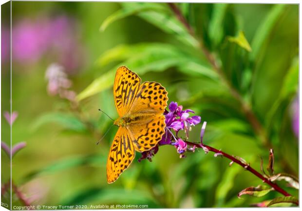Beautiful Fritillary Butterfly Canvas Print by Tracey Turner