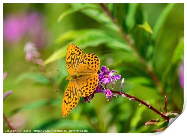 Beautiful Fritillary Butterfly Print by Tracey Turner