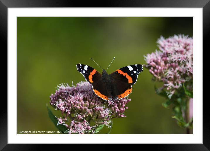 Red Admiral Butterfly on Hemp Framed Mounted Print by Tracey Turner