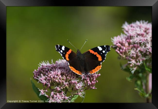 Red Admiral Butterfly on Hemp Framed Print by Tracey Turner