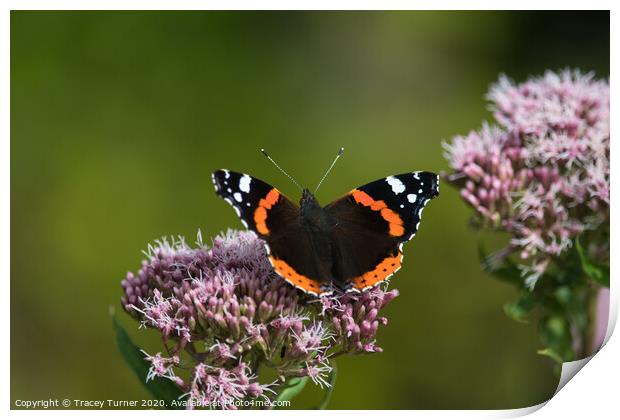 Red Admiral Butterfly on Hemp Print by Tracey Turner