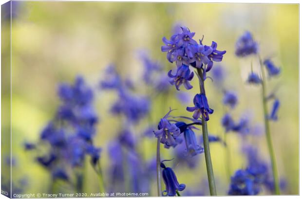 Bluebell Close-Up Canvas Print by Tracey Turner