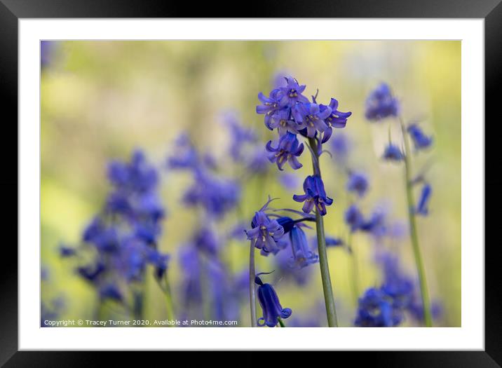 Bluebell Close-Up Framed Mounted Print by Tracey Turner