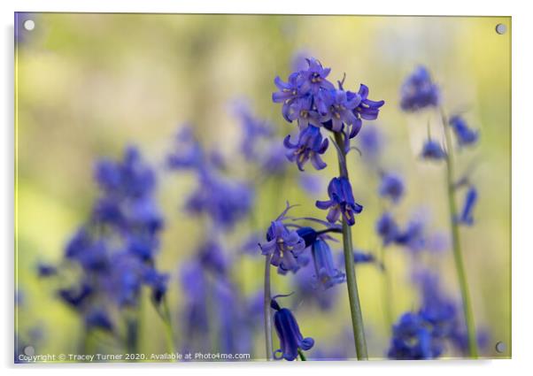 Bluebell Close-Up Acrylic by Tracey Turner