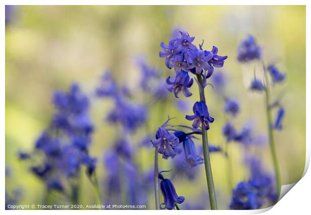 Bluebell Close-Up Print by Tracey Turner
