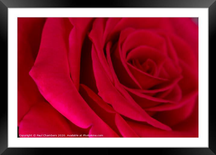 Red Rose Framed Mounted Print by Paul Chambers