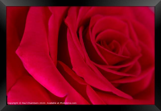 Red Rose Framed Print by Paul Chambers