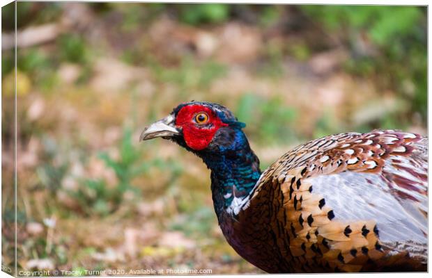 Plucky Pheasant Canvas Print by Tracey Turner