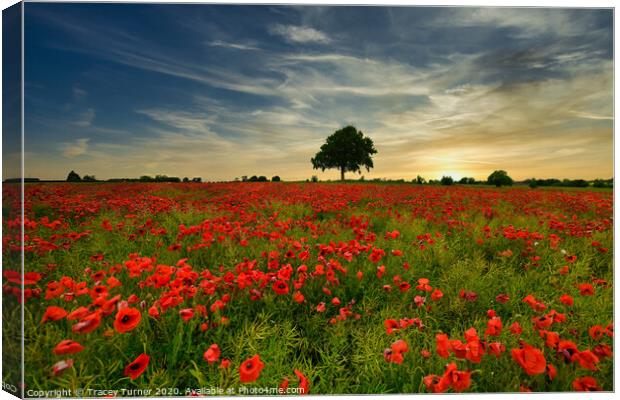 Poppy Field at Sunset Canvas Print by Tracey Turner