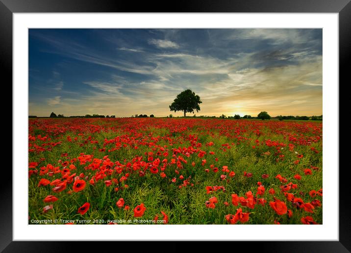 Poppy Field at Sunset Framed Mounted Print by Tracey Turner