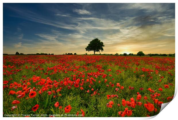 Poppy Field at Sunset Print by Tracey Turner