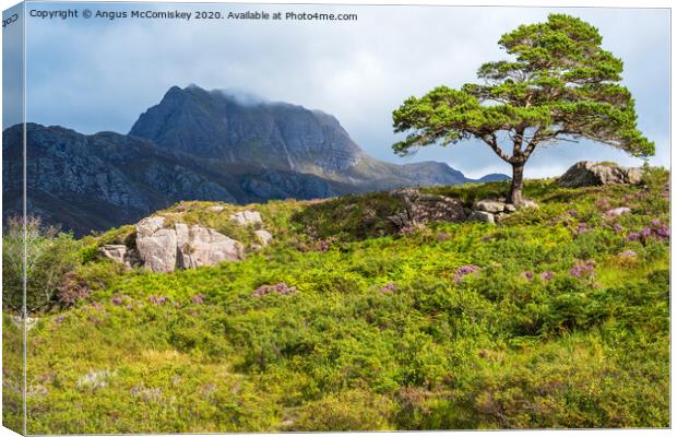 Lone Scots pine and Slioch Canvas Print by Angus McComiskey