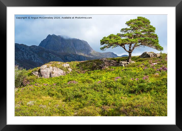 Lone Scots pine and Slioch Framed Mounted Print by Angus McComiskey