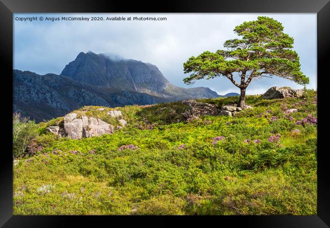 Lone Scots pine and Slioch Framed Print by Angus McComiskey