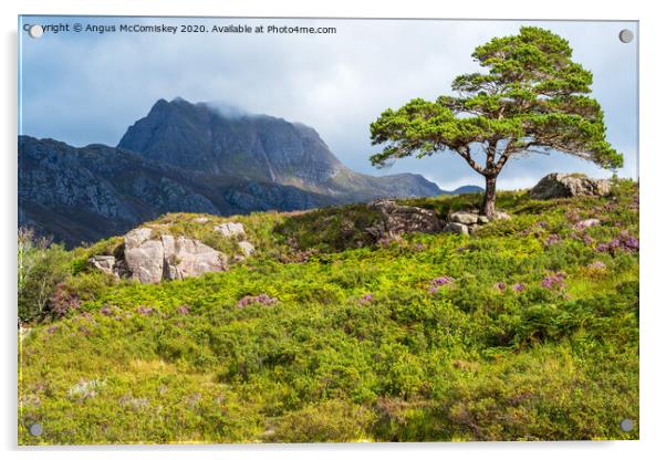 Lone Scots pine and Slioch Acrylic by Angus McComiskey