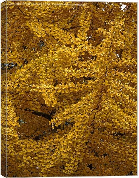 Gingko Biloba Yellows Canvas Print by Gary Barratt