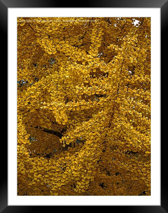 Gingko Biloba Yellows Framed Mounted Print by Gary Barratt