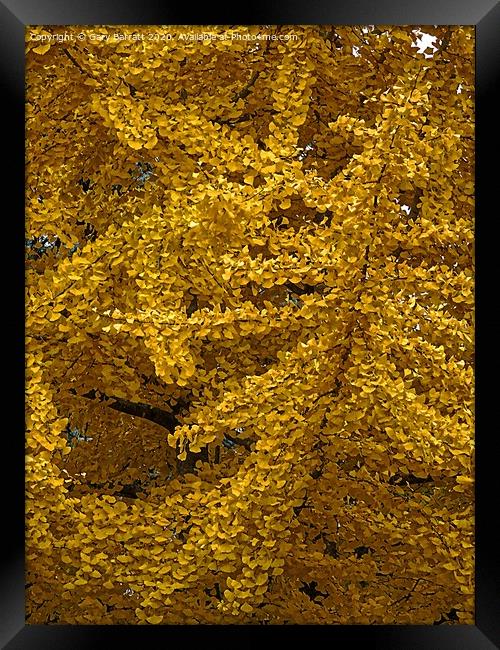 Gingko Biloba Yellows Framed Print by Gary Barratt
