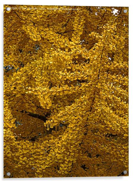 Gingko Biloba Yellows Acrylic by Gary Barratt