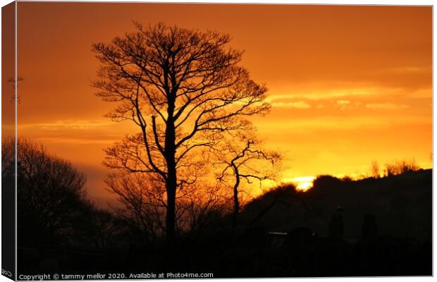 Radiant sunset tree Canvas Print by tammy mellor