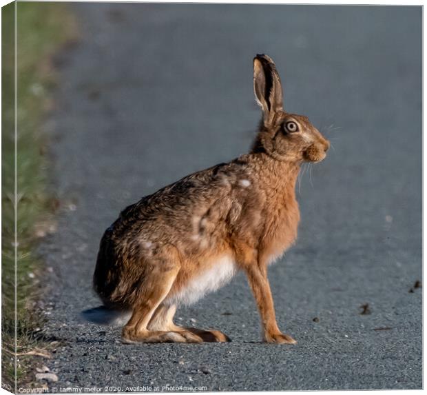 Majestic Hare on the Road Canvas Print by tammy mellor