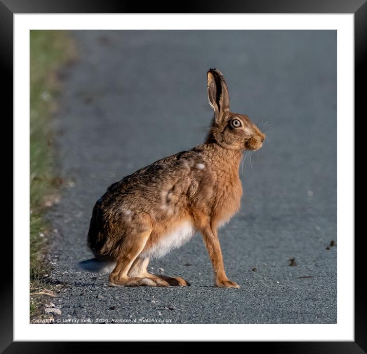 Majestic Hare on the Road Framed Mounted Print by tammy mellor