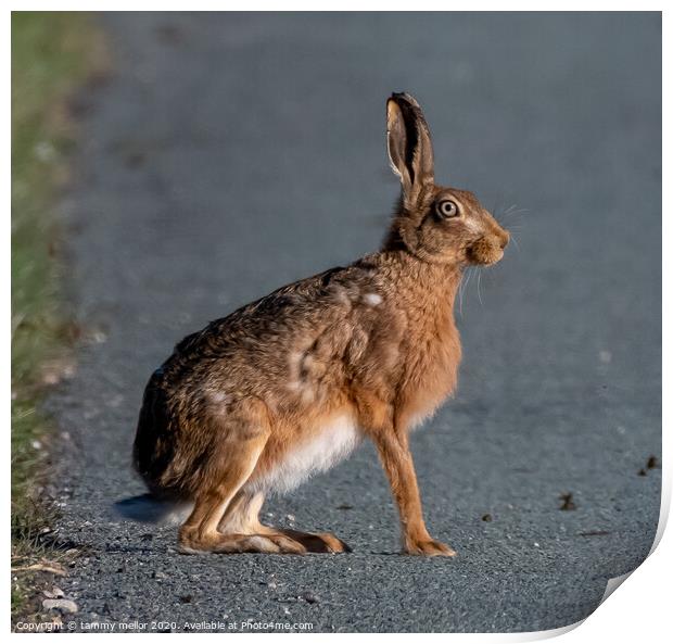 Majestic Hare on the Road Print by tammy mellor