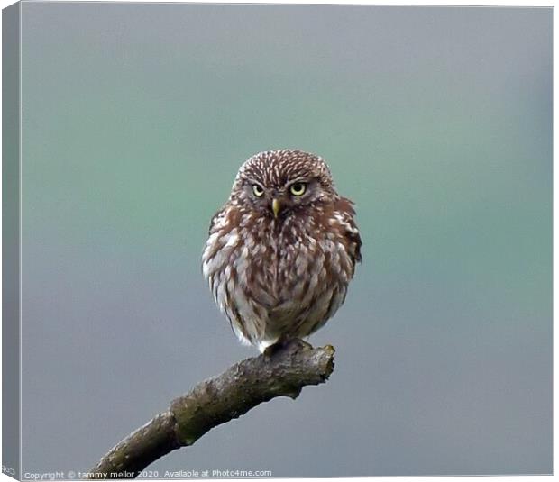 Majestic Little Owl Canvas Print by tammy mellor