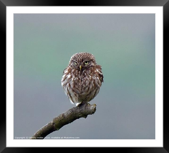Majestic Little Owl Framed Mounted Print by tammy mellor
