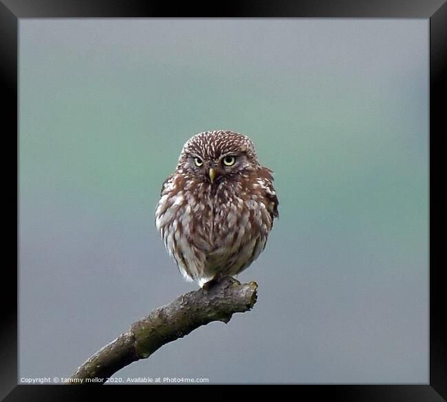 Majestic Little Owl Framed Print by tammy mellor