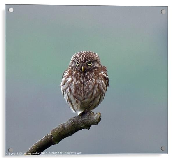 Majestic Little Owl Acrylic by tammy mellor