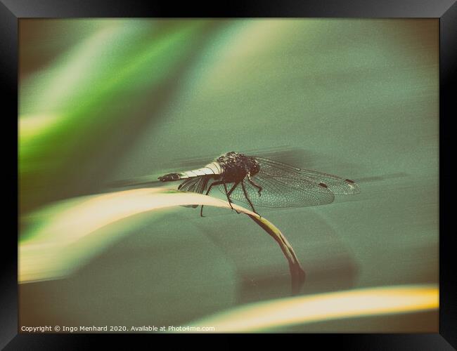 Dragonfly Framed Print by Ingo Menhard