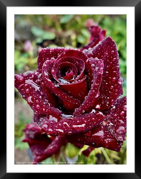 Majestic Black Gold Rose Framed Mounted Print by tammy mellor