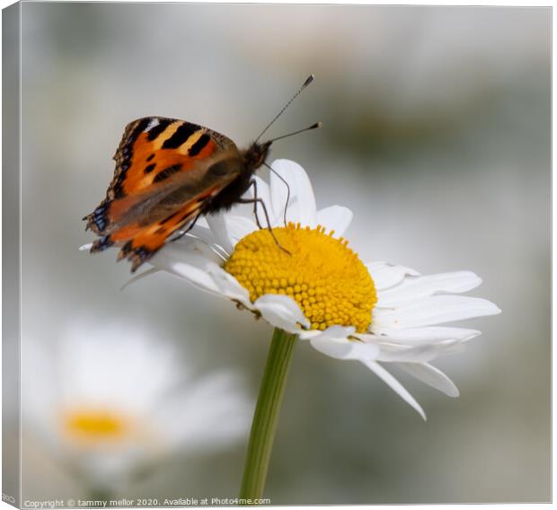 Graceful Butterfly on Pollinated Daisy Canvas Print by tammy mellor