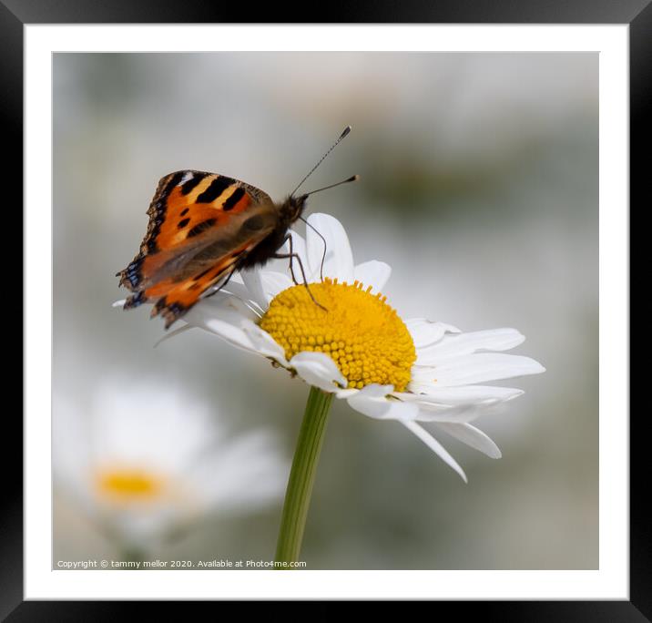 Graceful Butterfly on Pollinated Daisy Framed Mounted Print by tammy mellor