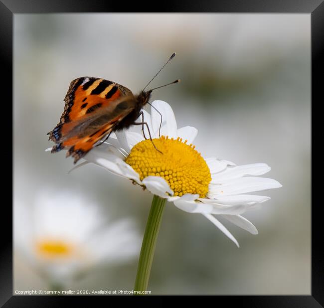 Graceful Butterfly on Pollinated Daisy Framed Print by tammy mellor